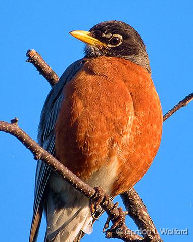 American Robin_DSCF01974.jpg - American Robin (Turdus migratorius) photographed at Smiths Falls, Ontario, Canada.